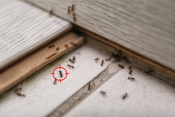 Best Spider Control Near Me  in Toquerville, UT
