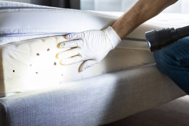 Flea Control Services in Toquerville, UT