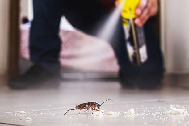 Best Local Pest Control Services  in Toquerville, UT