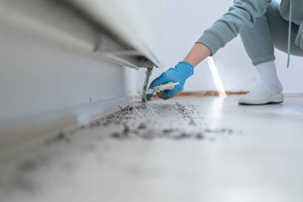 Best Pest Control Near Me in Toquerville, UT